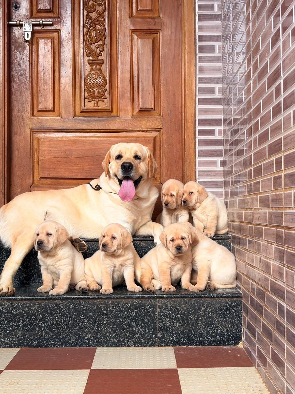 Golden Retriever litter with mother at the doorway